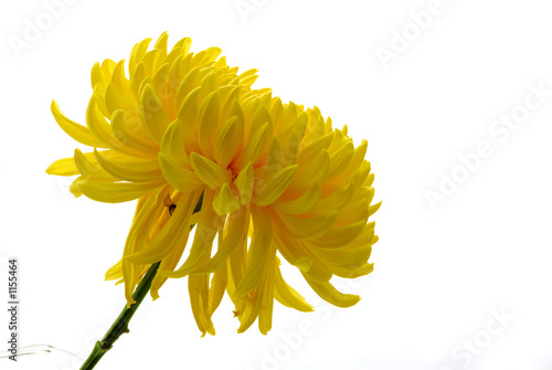 yellow chrysanthemem