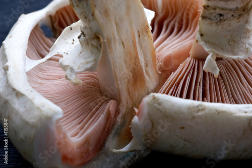 mushrooms champignons