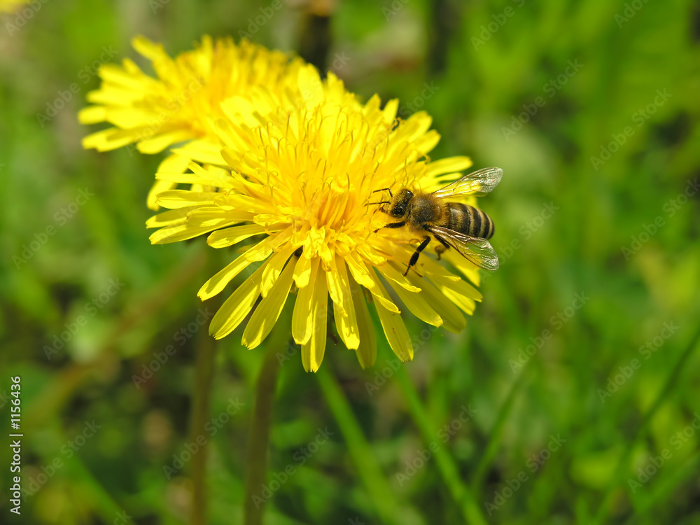 bee on flower bee on flower