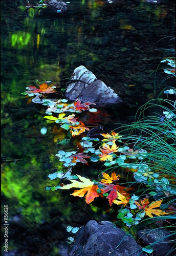 leaves