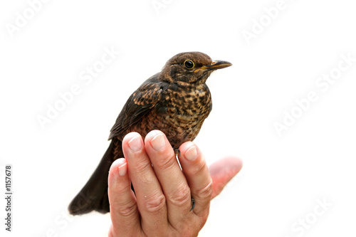 holding a bird