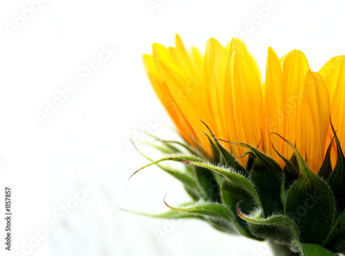 sonnenblume