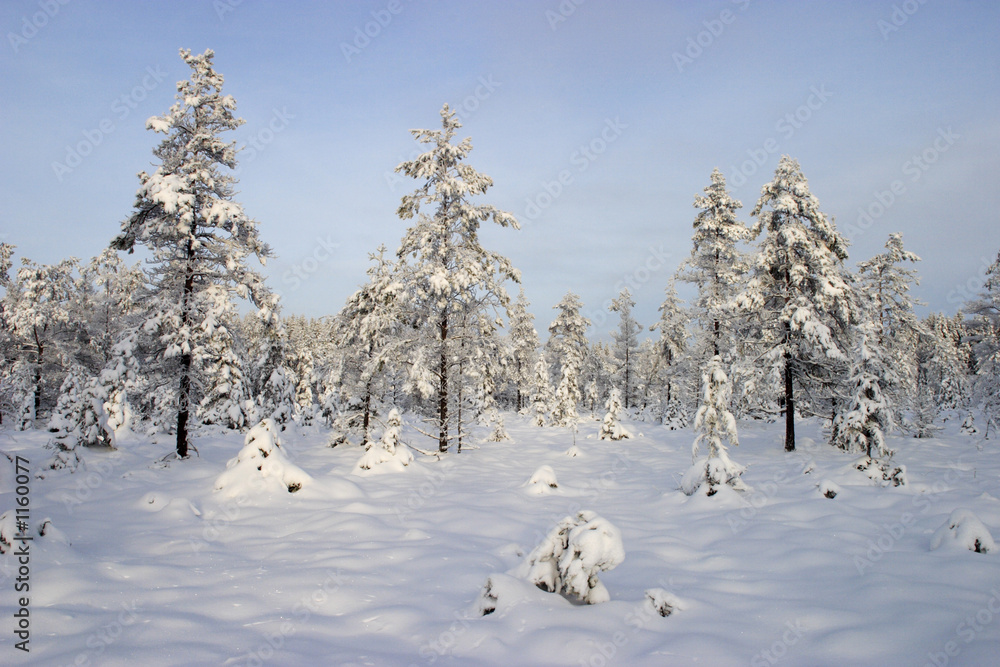 winter forest winter forest