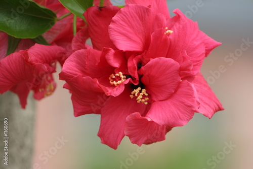 hibiskusblüte