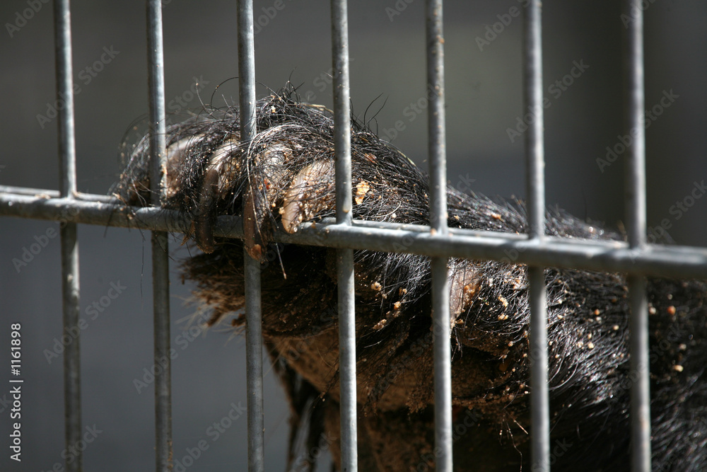 Obraz premium lebenslänglich