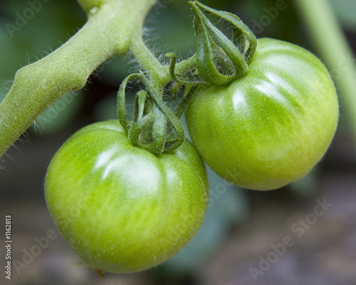 fuzzy green tomotoes on the vine photo