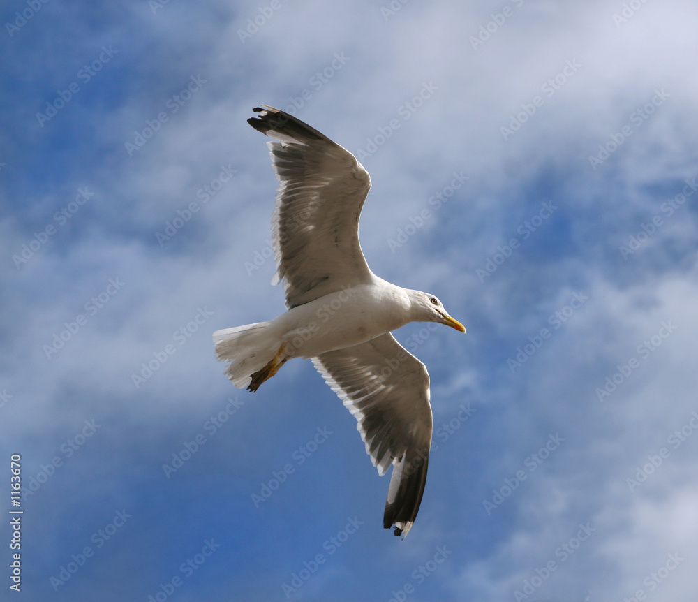 Obraz premium gull