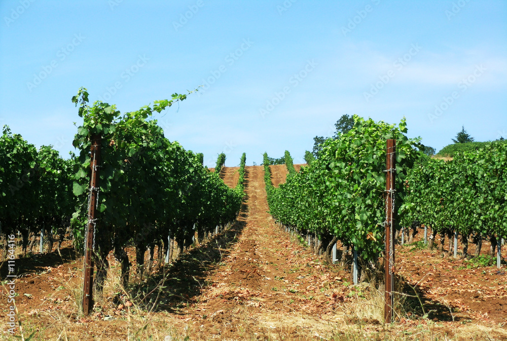 blue skies and vineyard