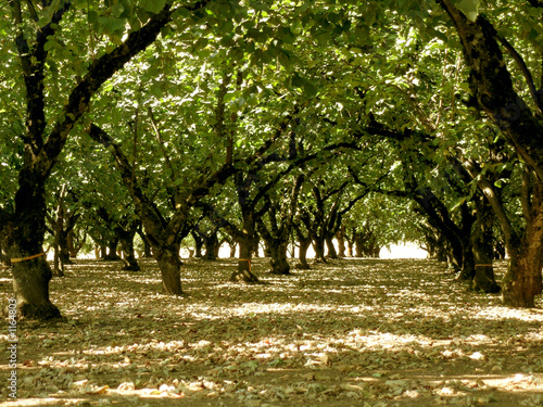 orchard rows