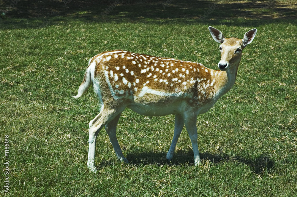 spotted deer