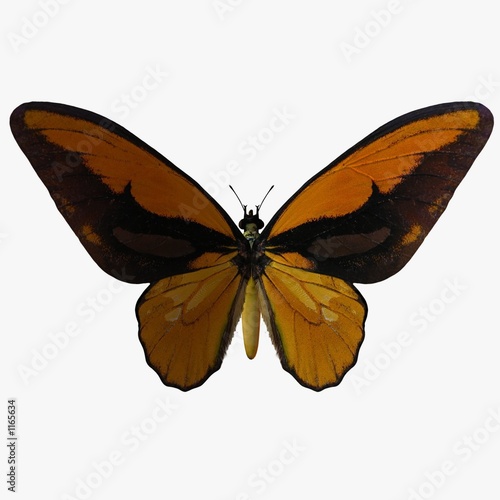 butterfly-birdwingy