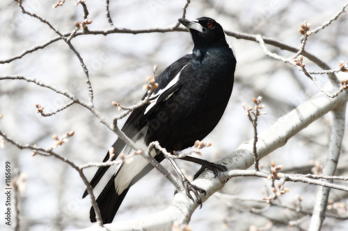 australian magpie - white
