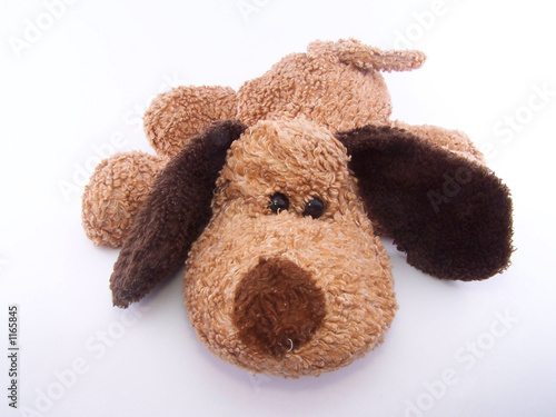 cute puppy