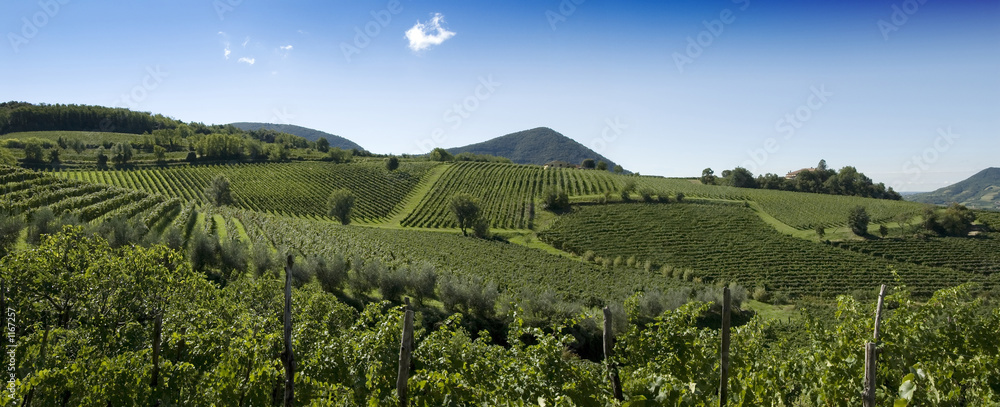 italian vineyards panorama