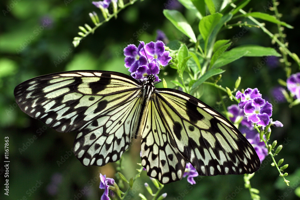 Naklejka premium papillon