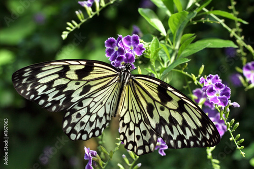 papillon photo