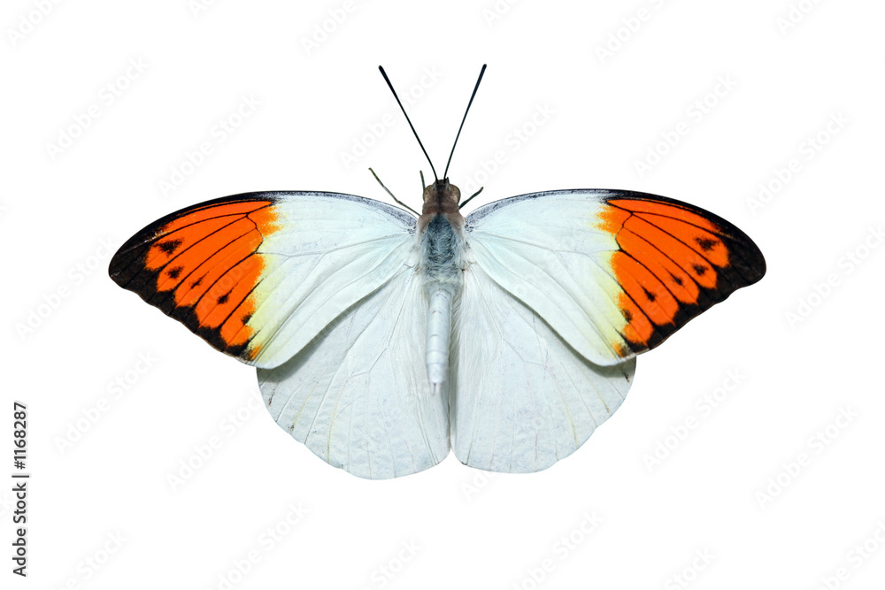 Naklejka premium papillon détouré