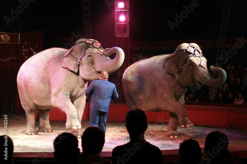 elephants