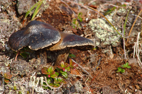 mushrooms in muskeg