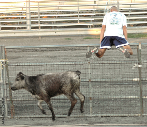 man running from bull calf