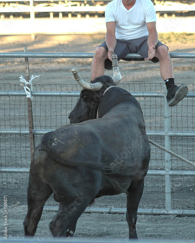 man on fence away from bull