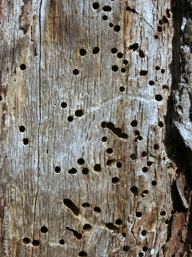 woodworm