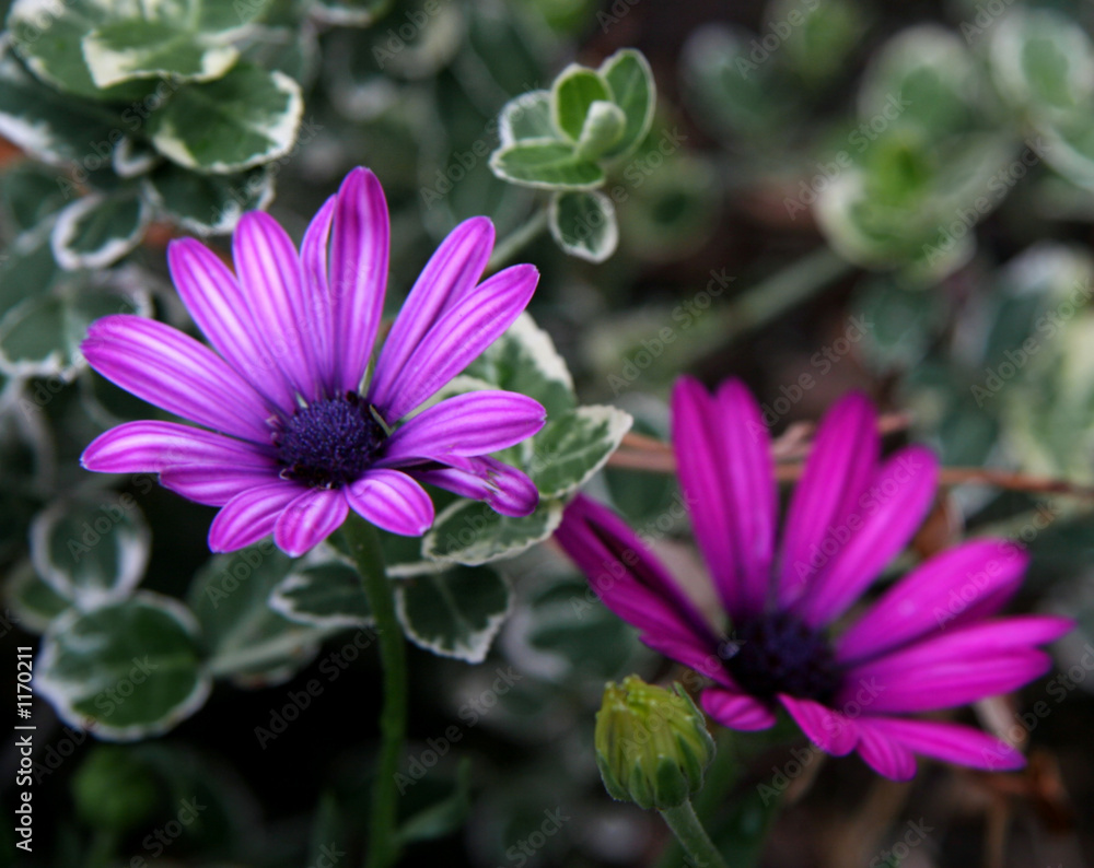 Obraz premium purple annuals