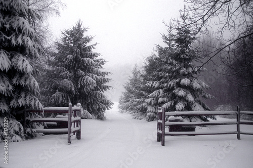 pine trees snow scene 