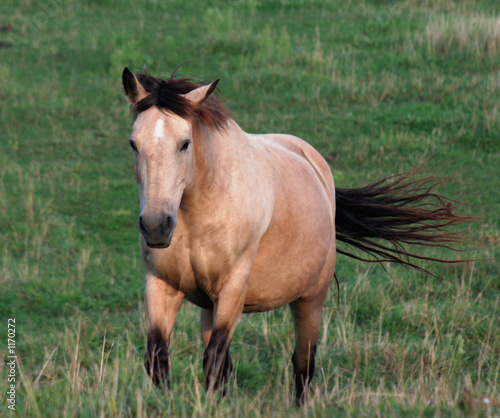 palomino on the move