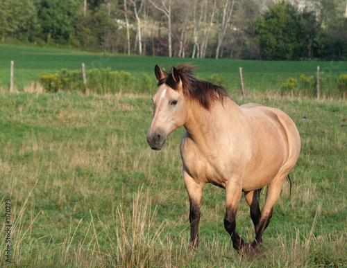 palomino stroll
