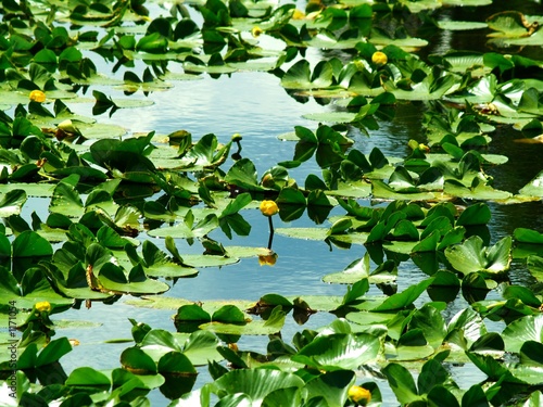 lily pads