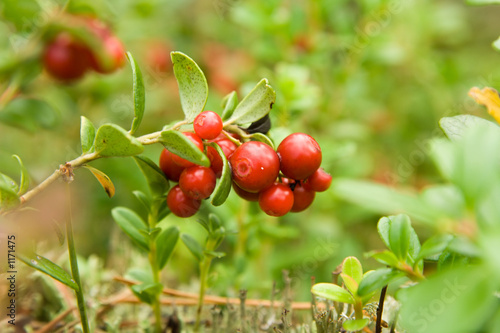 ripe cowberry in a wood