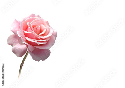 rose freigestellt in rosa