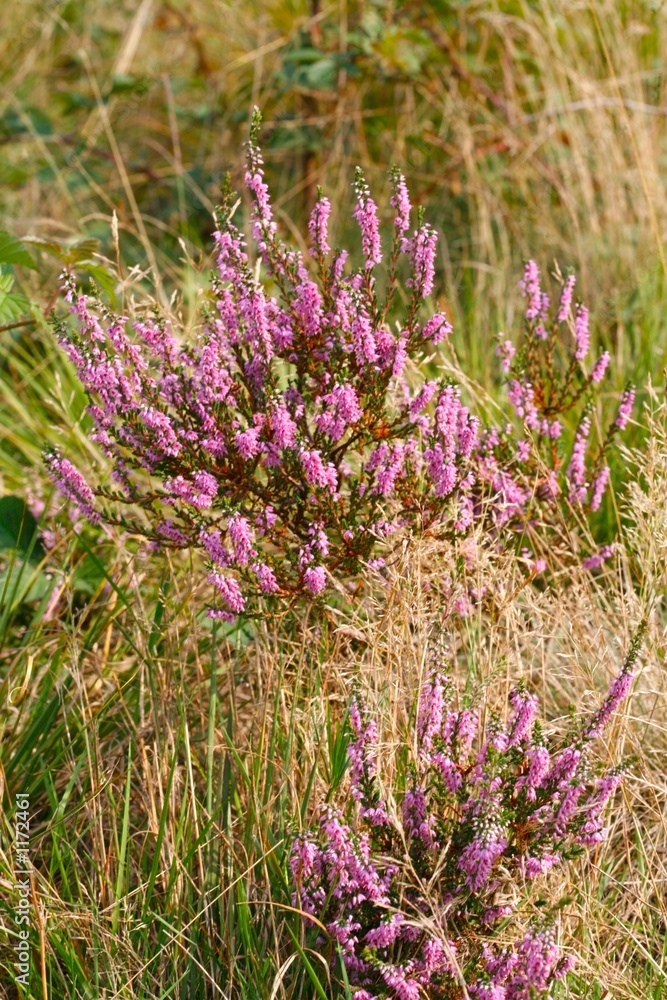 blooming heathland blooming heathland