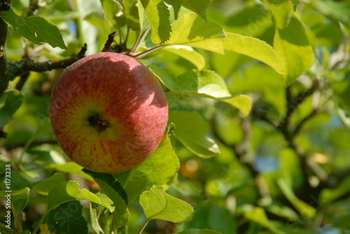 apfel