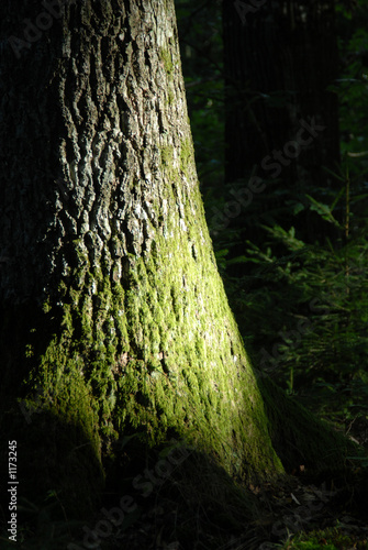 baum