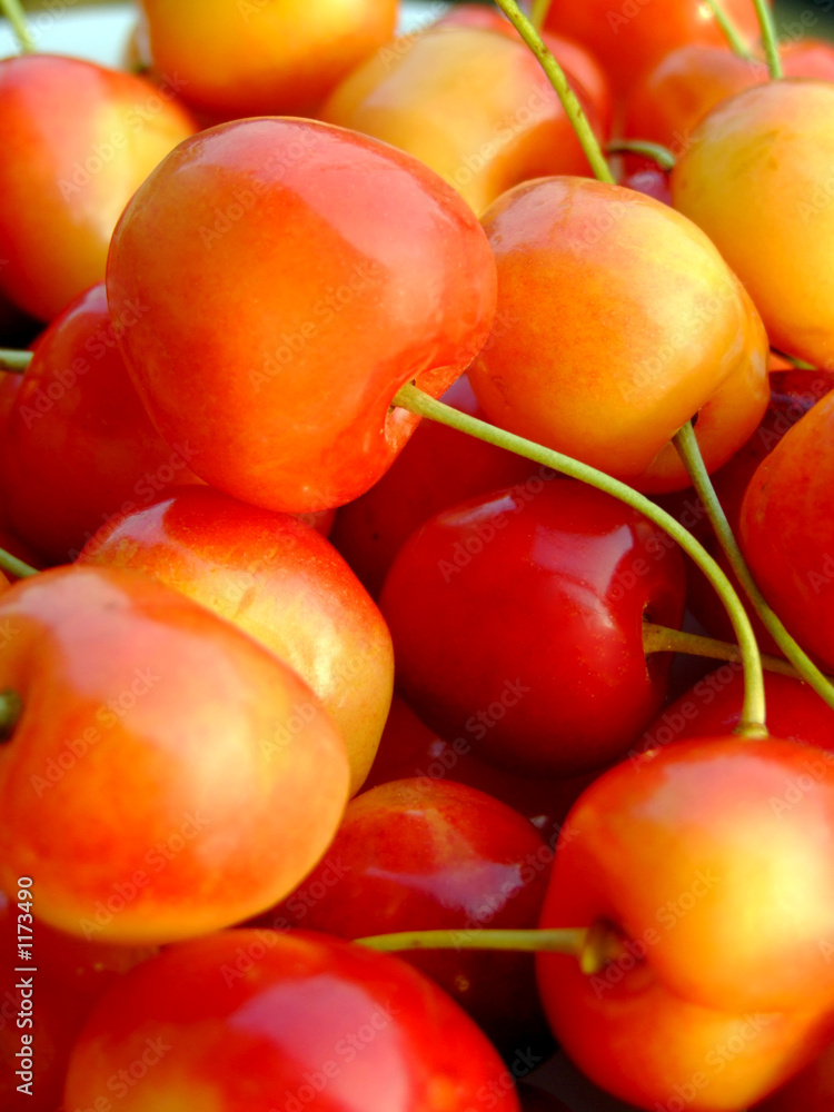 double color cherries double color cherries