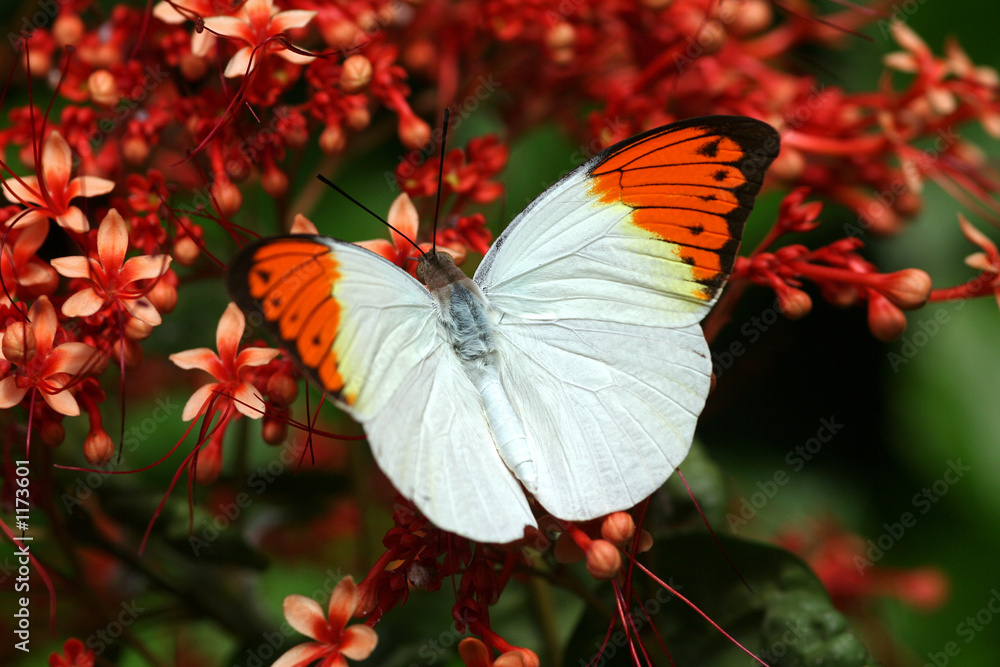 papillon papillon