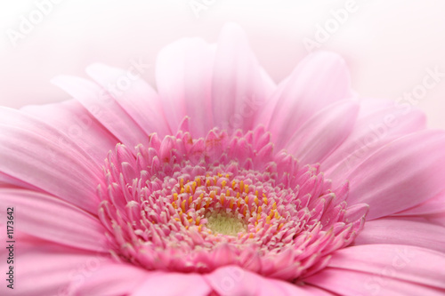 schöne gerbera