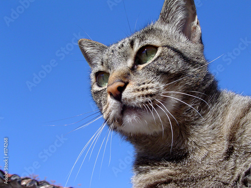 curious eyes 3