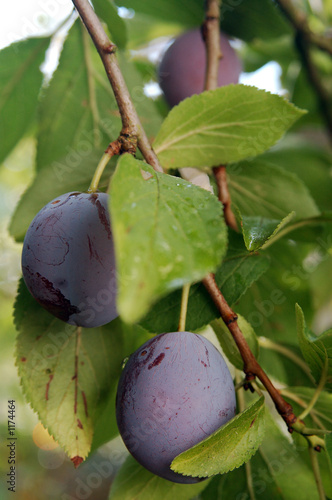 prunes photo