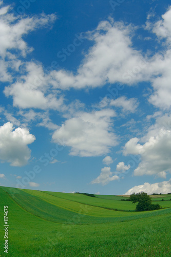 green fields