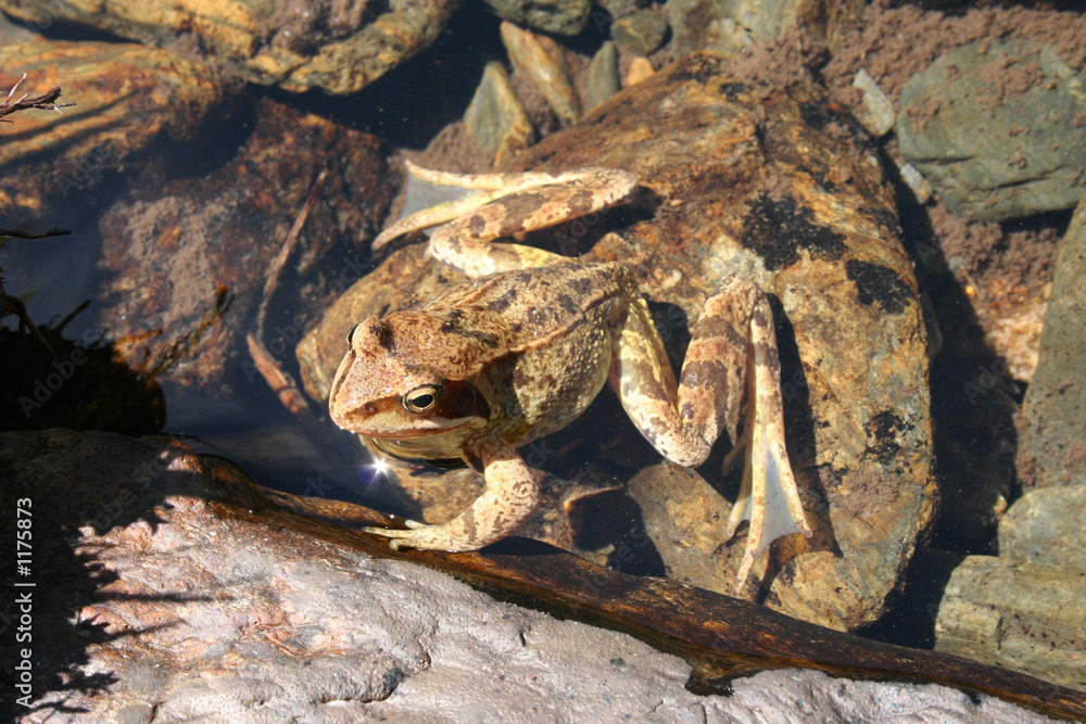 grenouille rousse