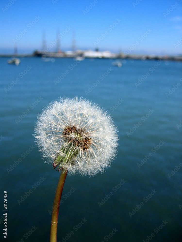 long dandelion