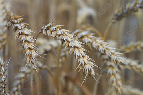wheat ears