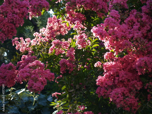 crepe myrtle blooms