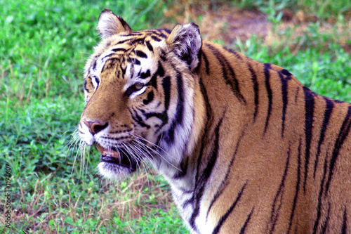 tiger