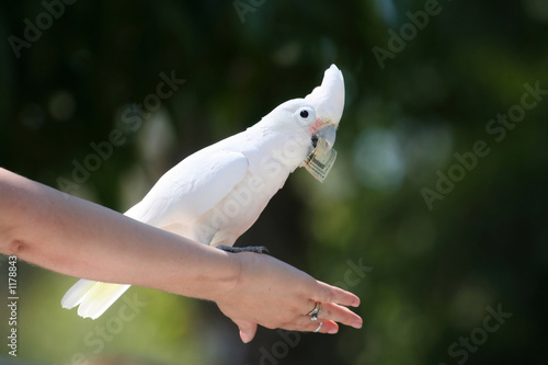 goffin's cockatoo with dollar bill photo