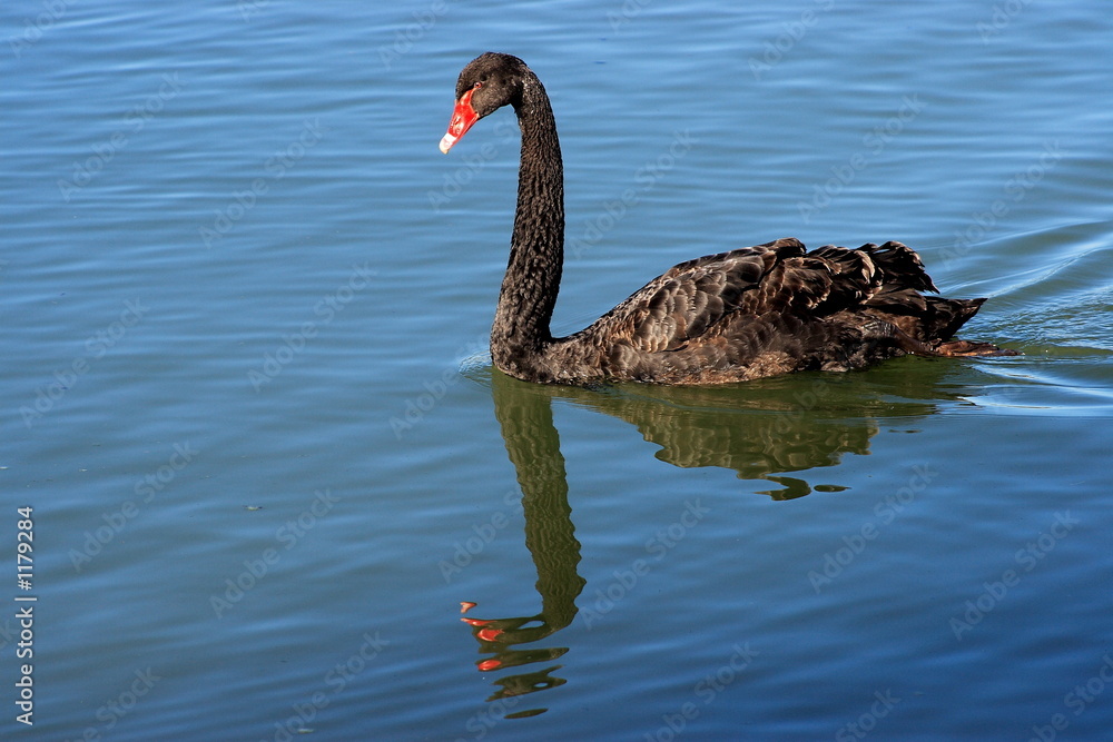 Fototapeta premium black swan