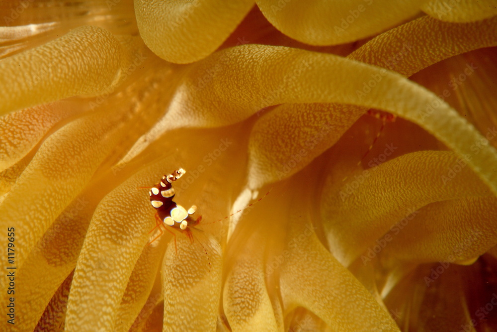 Fototapeta premium squat anemone shrimp